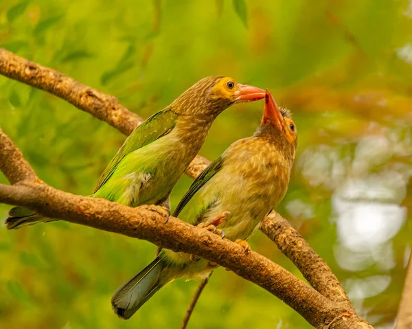 Pair Brown Headed Barbet Tree — Stock Photo, Image