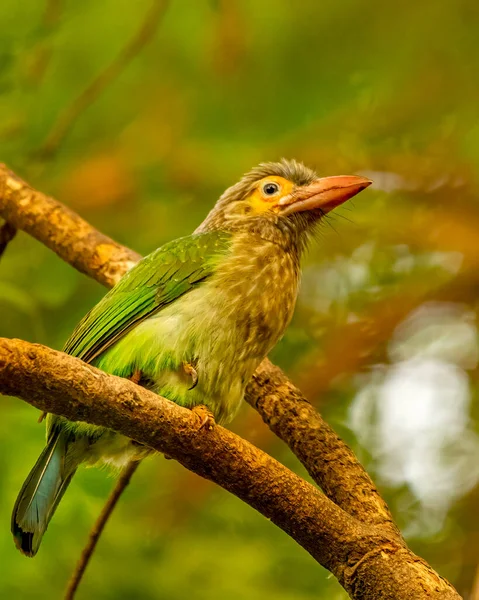 Brown Headed Barbet Resting Tree Shade — Stockfoto