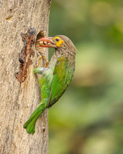 Brown Headed Barbet Has Brought Food Its Juvenile — Stock Photo, Image