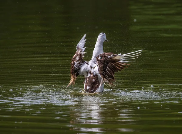 Duck Drying Its Feather Bath — Foto Stock