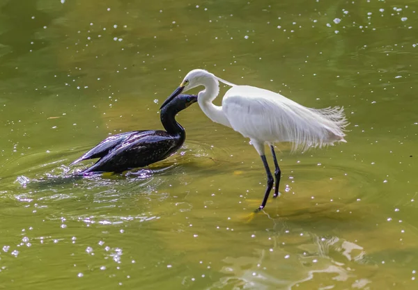 Cormorant Egret Fishing Together Lake — Stockfoto
