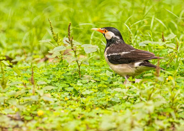 Pied Starling Search Food Garden — Stockfoto