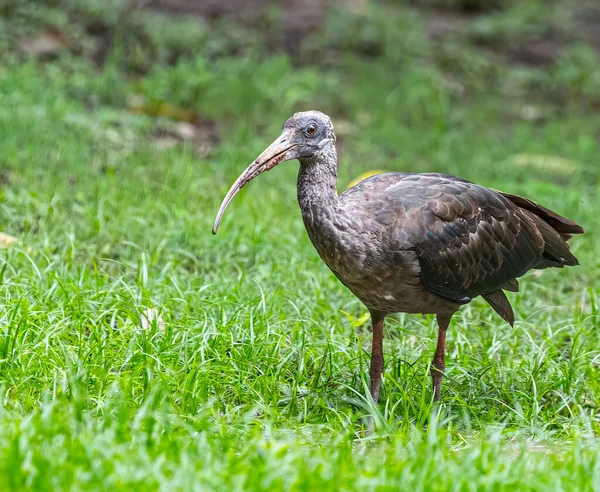 Juvenile Rednap Ibis Ground Looking Camera — Stok fotoğraf