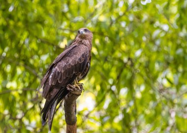 A Black Kite resting on a tree with green background