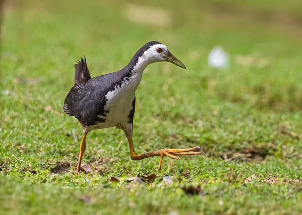 White Chested Water Hen Strolling — Φωτογραφία Αρχείου