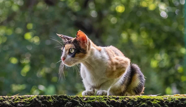 A cat in alert position on a wall for a kill