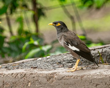 A Myna sitting on a wall and resting