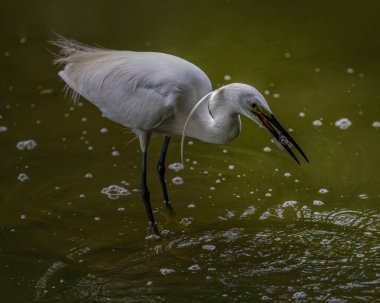 A Egret fishing in a lake for food