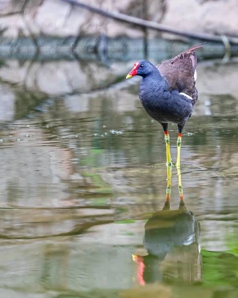 Eurasian Water Hen Lake Bath — Stockfoto