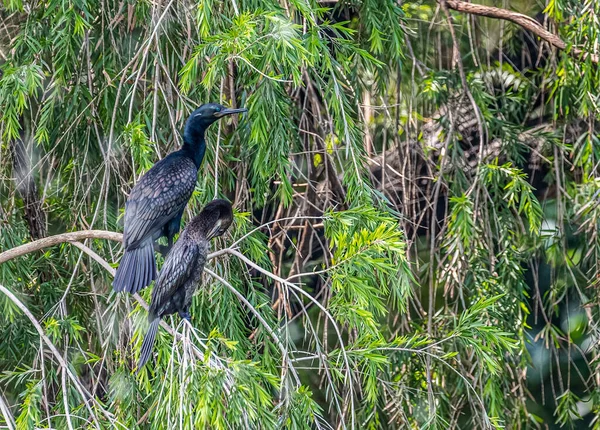 Pair Cormorant Resting Tree — Fotografia de Stock