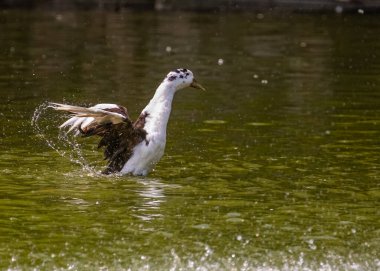 A Ancona duck bathing in a lake