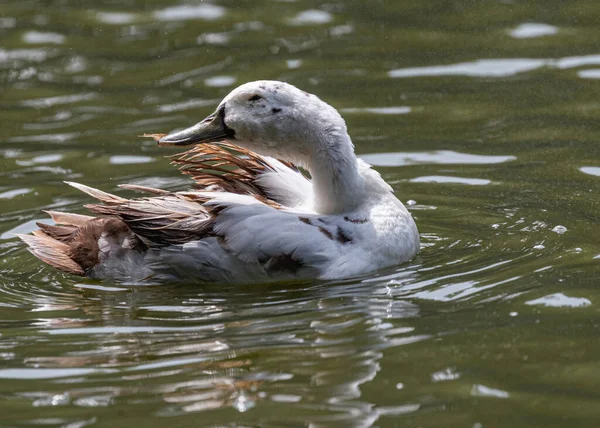 Ancona Duck Relaxing Water Lake — Zdjęcie stockowe