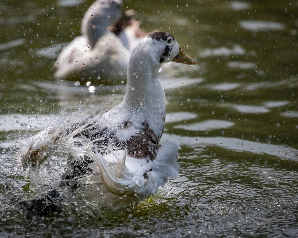 Ancona Duck Pouring Water Itself — Zdjęcie stockowe
