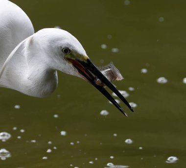 A fish food for a egret in a lake