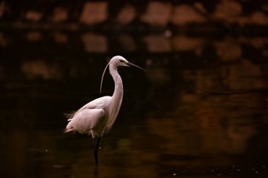 A Egret waiting to kill in a lake