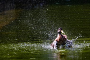A Duck in a lake with a splash