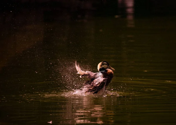 Duck Having Bath Early Hours Lake — Stockfoto