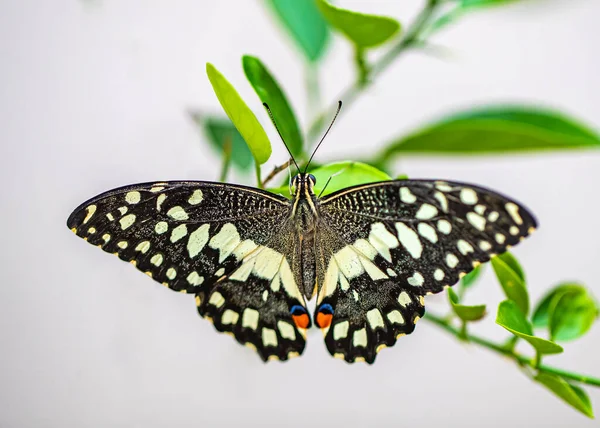 Lime Butterfly Open Feathers Lime Tree —  Fotos de Stock