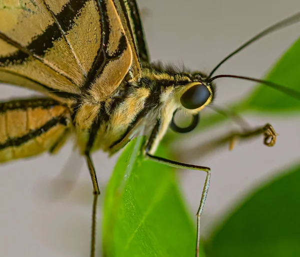 Close Lime Butterfly Eye —  Fotos de Stock