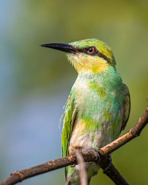 A Close up of a bee Eater