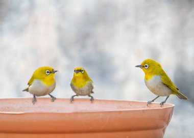 White eye oriental birds drinking water from a pot