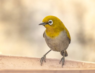 Portrait of a Oriental White Eye bird on a water source