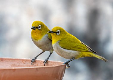 Oriental White bird couple resting on a water source