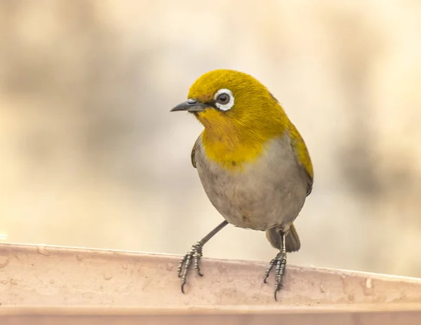 Portrait Oriental White Eye Bird Water Source — Zdjęcie stockowe