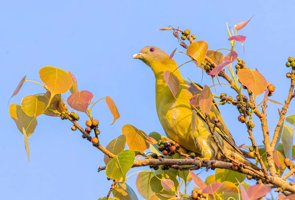Yellow Footed Green Pigeon Tree Search Food — Photo