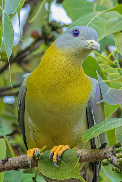 Yellow Footed Green Pigeon Looking Tree — Stockfoto