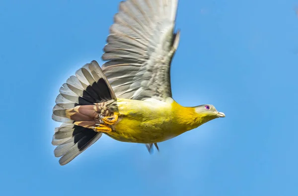 Yellow Footed Green Pigeon Flying Mode Blue Sky — Stock Photo, Image