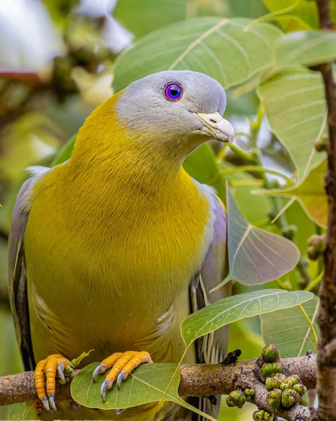 Beautiful Blue Eyes Yellow Footed Green Pigeon Looking Tree — Stockfoto