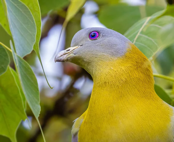 Yellow Footed Green Pigeon Side View Shot Tree — Stockfoto