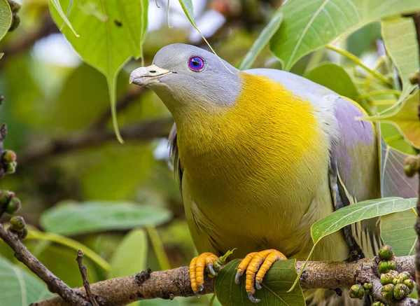 Yellow Footed Green Pigeon Search Food Tree — Stockfoto
