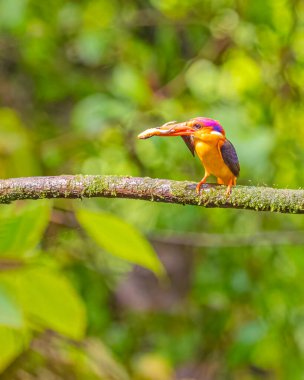 Oriental Dwarf Kingfisher with a kill in forest