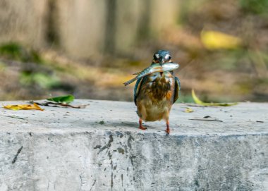 A Common kingfisher with a fish in its mouth