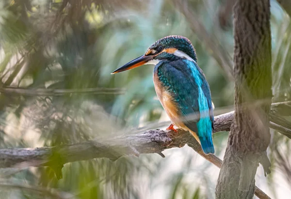 A Common Kingfisher resting on a tree over a lake