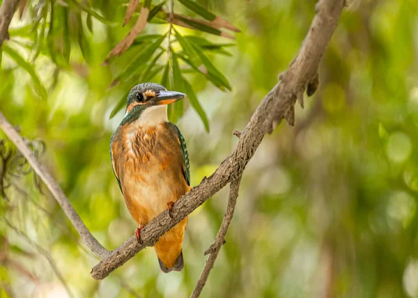 A Common Kingfisher resting on a tree near lake