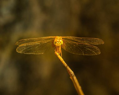 A Dragonfly resting on a branch in golden light