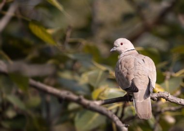A Collar Dove resting on a tree looking back