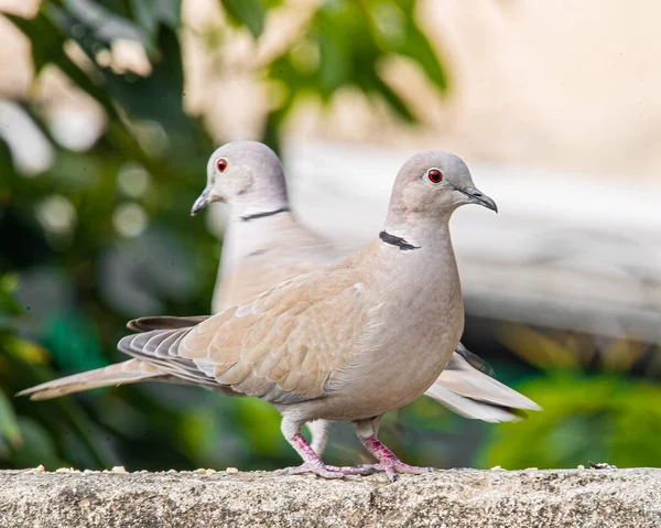 Pair Collar Dove Wall Resting — Stock Photo, Image