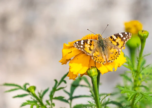 Painted Lady Marigold Flower Garden — 스톡 사진