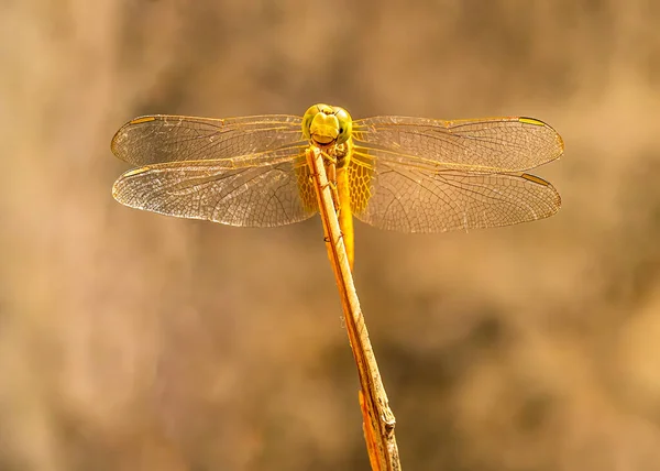 Dragon Fly Resting Branch Tree — 스톡 사진