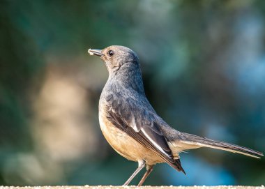 A oriental Magpie female having food in its beak sitting on wall