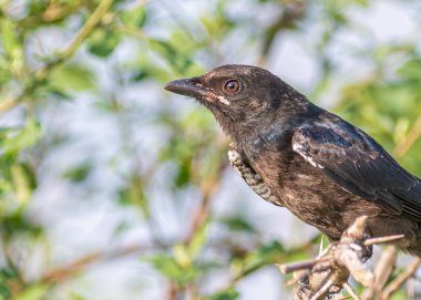 A Closeup of a drango in a garden