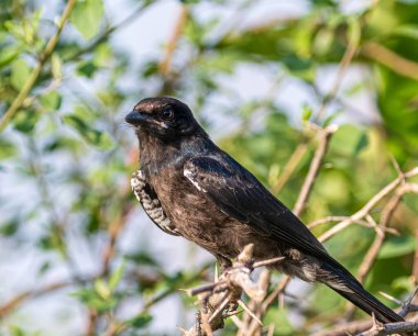 A Drango perching on tree in garden