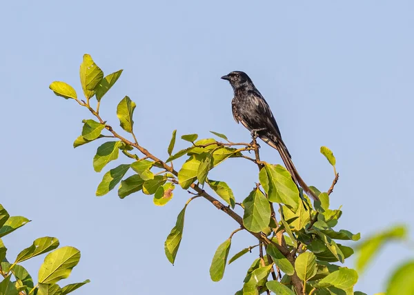 Drango Sitting Tree Garden — Stockfoto