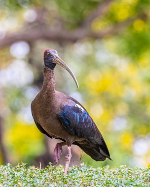 Rednaped Ibis Strolling in a garden in style