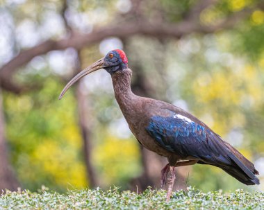 A Red Naped Ibis walking in a garden