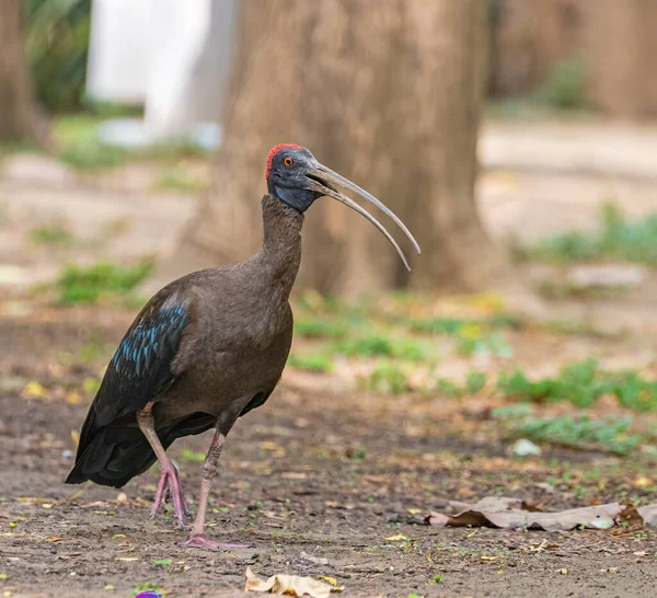 A Red Naped Ibis on ground making call